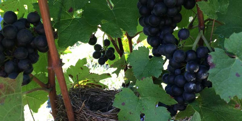 Vendanges Domaine Rondeau 2020