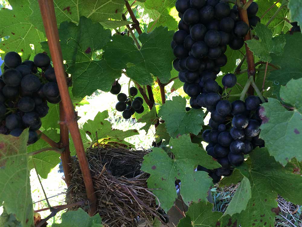 Vendanges Domaine Rondeau 2020