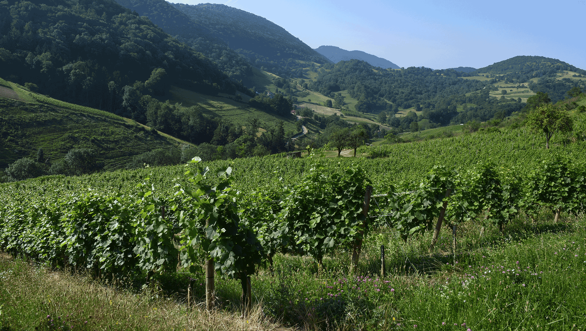Vignes de Cornelle Vignes de Cornelle