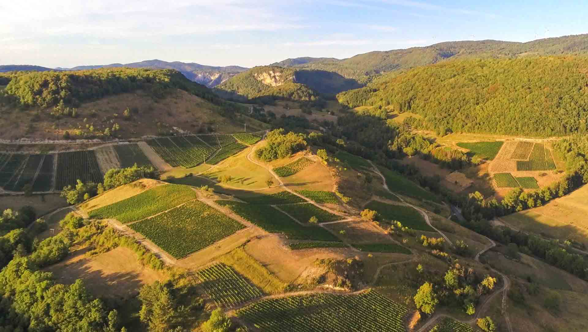 Vignes de Cornelle Vignes de Cornelle