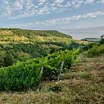 Vignes Cornelle