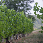 Vignes Cornelle